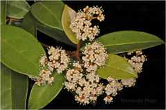 Viburnum punctatum
